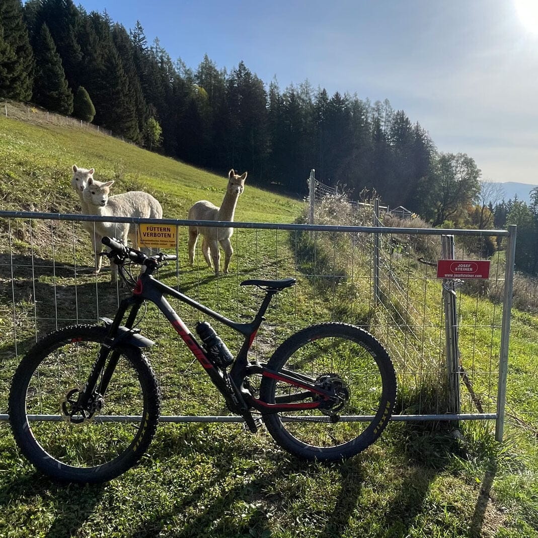 Alpakas beaeugen das Mountainbike